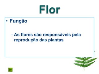• Função

 – As flores são responsáveis pela
   reprodução das plantas
 
