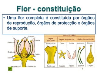 • Uma flor completa é constituída por órgãos
  de reprodução, órgãos de protecção e órgãos
  de suporte.
 