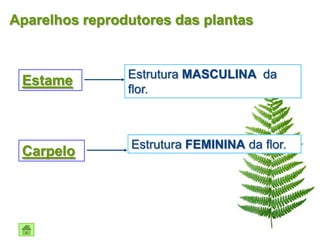 Aparelhos reprodutores das plantas


                Estrutura MASCULINA da
 Estame
                flor.



                Estrutura FEMININA da flor.
 Carpelo
 