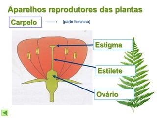 Aparelhos reprodutores das plantas
Carpelo      (parte feminina)




                                Estigma


                                Estilete


                                Ovário
 