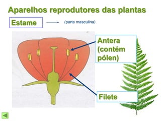 Aparelhos reprodutores das plantas
Estame       (parte masculina)



                                 Antera
                                 (contém
                                 pólen)




                                 Filete
 