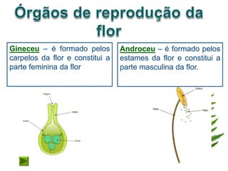 Gineceu – é formado pelos        Androceu – é formado pelos
carpelos da flor e constitui a   estames da flor e constitui a
parte feminina da flor           parte masculina da flor.
 