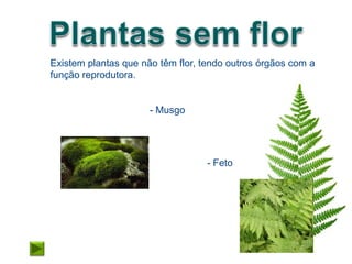 Existem plantas que não têm flor, tendo outros órgãos com a
função reprodutora.


                      - Musgo




                                  - Feto
 