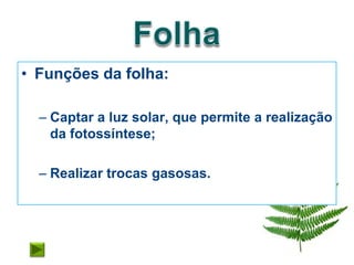• Funções da folha:

  – Captar a luz solar, que permite a realização
    da fotossíntese;

  – Realizar trocas gasosas.
 