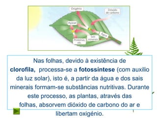 Nas folhas, devido à existência de
clorofila, processa-se a fotossíntese (com auxilio
  da luz solar), isto é, a partir da água e dos sais
minerais formam-se substâncias nutritivas. Durante
       este processo, as plantas, através das
   folhas, absorvem dióxido de carbono do ar e
                  libertam oxigénio.
 