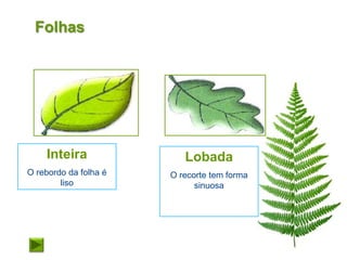 Folhas




    Inteira               Lobada
O rebordo da folha é   O recorte tem forma
        liso                 sinuosa
 