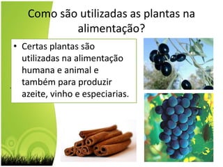Como são utilizadas as plantas na alimentação?Certas plantas são utilizadas na alimentação humana e animal e também para produzir azeite, vinho e especiarias. 