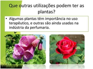 Que outras utilizações podem ter as plantas?Algumas plantas têm importância no uso terapêutico, e outras são ainda usadas na indústria da perfumaria.