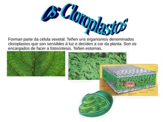Forman parte da célula vexetal. Teñen uns organismos denominados
cloroplastos que son sensibles á luz e deciden a cor da planta. Son os
encargados de facer a fotosíntesis. Teñen estomas.
 