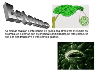 As plantas realizan o intercanbio de gases coa atmósfera mediante as
estomas. As estomas son os principais participantes na fotosíntese, xa
que por eles transcorre o intercambio gasoso.
 