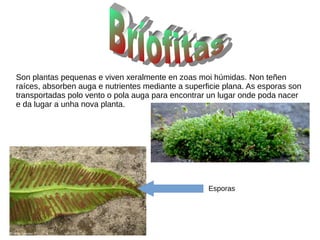 Son plantas pequenas e viven xeralmente en zoas moi húmidas. Non teñen
raíces, absorben auga e nutrientes mediante a superficie plana. As esporas son
transportadas polo vento o pola auga para encontrar un lugar onde poda nacer
e da lugar a unha nova planta.
Esporas
 