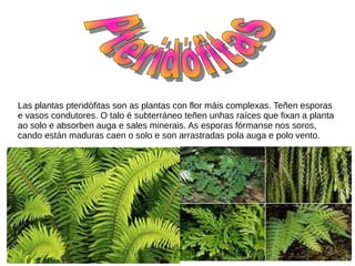Las plantas pteridófitas son as plantas con flor máis complexas. Teñen esporas
e vasos condutores. O talo é subterráneo teñen unhas raíces que fixan a planta
ao solo e absorben auga e sales minerais. As esporas fórmanse nos soros,
cando están maduras caen o solo e son arrastradas pola auga e polo vento.
 