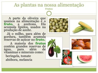 As plantas na nossa alimentação Frutos A parte da oliveira que usamos na alimentação é o  fruto , a azeitona. Ela acumula lípidos, usados na produção de azeite. Já o milho, para além de gordura, também acumula reservas de açúcar no  fruto. A maioria dos  frutos  contém grandes reservas de água, para além de vitaminas e minerais como: beringela, tomate abóbora, melancia 