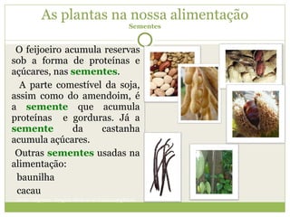 As plantas na nossa alimentação Sementes O feijoeiro acumula reservas sob a forma de proteínas e açúcares, nas  sementes . A parte comestível da soja, assim como do amendoim, é a  semente  que   acumula proteínas  e gorduras. Já a  semente  da castanha acumula açúcares. Outras  sementes  usadas na alimentação: baunilha cacau (nota: nalgumas  imagens vêem-se os frutos completos) . 