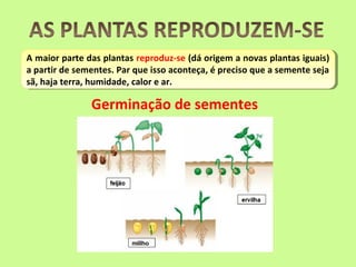 As plantas ppt | PPT