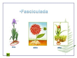 lírio   dália   alho
 