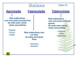 Página 78




     Raiz subterrânea                        Raiz subterrânea
com uma parte principal fina                 com uma parte principal
   de onde saem várias                       grossa
    raízes secundárias                       de onde saem várias
                                             raízes secundárias
   - Papoila
                                                      - Cenoura
    - Couve          Raiz subterrânea com
                                                        - Nabo
    - Urtiga                um feixe
                                                     - Beterraba
                      de raízes principais
                              finas

                          - Tomateiro
                           - Macieira
 