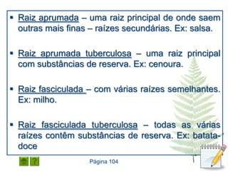  Raiz aprumada – uma raiz principal de onde saem
  outras mais finas – raízes secundárias. Ex: salsa.

 Raiz aprumada tuberculosa – uma raiz principal
  com substâncias de reserva. Ex: cenoura.

 Raiz fasciculada – com várias raízes semelhantes.
  Ex: milho.

 Raiz fasciculada tuberculosa – todas as várias
  raízes contêm substâncias de reserva. Ex: batata-
  doce
                   Página 104
 