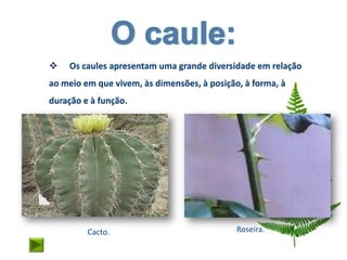    Os caules apresentam uma grande diversidade em relação
ao meio em que vivem, às dimensões, à posição, à forma, à
duração e à função.




         Cacto.                              Roseira.
 