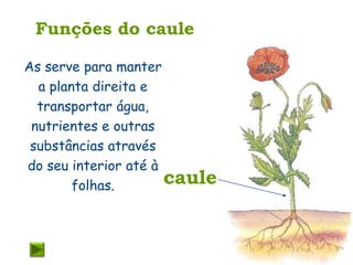 Funções do caule

As serve para manter
  a planta direita e
  transportar água,
 nutrientes e outras
 substâncias através
do seu interior até à
        folhas.       caule
 