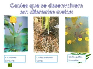 Caule aéreo    Caule subterrâneo   Caule aquático

Ex: roseira;   Ex: lírio;          Ex: nenúfar;
 