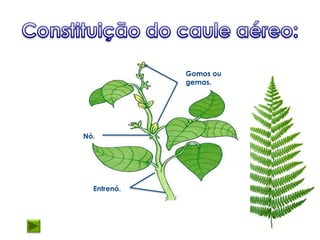 Gomos ou
             gemas.




Nó.




  Entrenó.
 