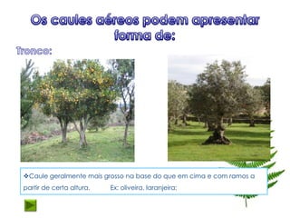 Caule geralmente mais grosso na base do que em cima e com ramos a
partir de certa altura.   Ex: oliveira, laranjeira;
 