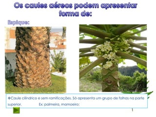 Caule cilíndrico e sem ramificações. Só apresenta um grupo de folhas na parte
superior.        Ex: palmeira, mamoeiro;
 