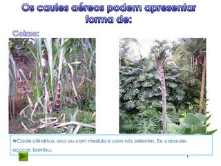 Caule cilíndrico, oco ou com medula e com nós salientes. Ex: cana-de-
açúcar, bambu;
 