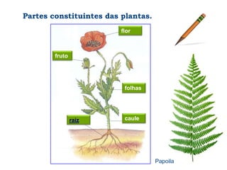 Partes constituintes das plantas.
                         flor



        fruto




                          folhas




...