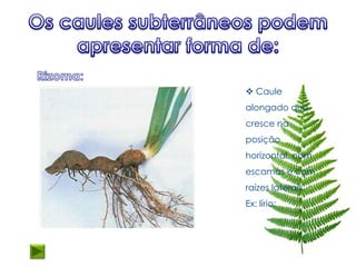  Caule
alongado que
cresce na
posição
horizontal, com
escamas e com
raízes laterais.
Ex: lírio;
 
