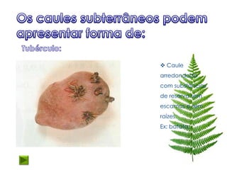  Caule
arredondado
com substâncias
de reserva sem
escamas e sem
raízes.
Ex: batata;
 