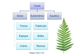 Caule



Aéreo      Subterrâneo        Aquático



  Tronco         Tubérculo



 Espique           Bolbo



  Colmo           Rizoma

           Página 104 e 110
 