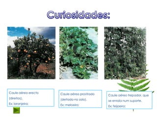 Caule aéreo erecto   Caule aéreo prostrado   Caule aéreo trepador, que
(direitos).          (deitado no solo).      se enrola num suporte.
Ex: laranjeira;      Ex: meloeiro;           Ex: feijoeiro;
 
