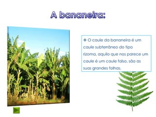  O caule da bananeira é um
caule subterrâneo do tipo
rizoma, aquilo que nos parece um
caule é um caule falso, são as
suas grandes folhas.
 