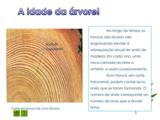Ao longo do tempo os
                                 troncos das árvores vão
                                 engrossando devido à
                                 sobreposição anual de anéis de
                                 madeira. Em cada ano, uma
                                 nova camada recobre a
                                 anterior, e assim sucessivamente.
                                          Num tronco, em corte
                                 transversal, podem contar-se os
                                 anéis que se foram formando. O
                                 número de anéis corresponde ao
                                 número de anos que a árvore

Corte do tronco de uma árvore.   tinha.
 