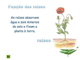 As raízes absorvem
água e sais minerais
 do solo e fixam a
  planta à terra.
 
