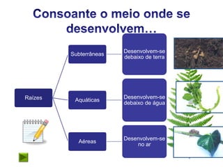 Desenvolvem-se
         Subterrâneas
                        debaixo de terra




Raízes                  Desenvolvem-se
          Aquáticas
                        debaixo de água




                        Desenvolvem-se
           Aéreas
                            no ar
 