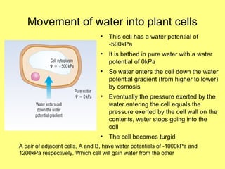 As Plant Transport As Plant Transport