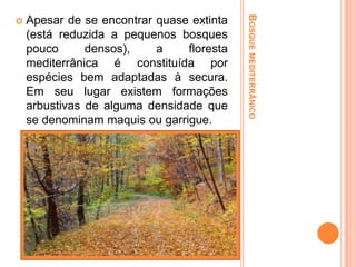 Apesar de se encontrar quase extinta
(está reduzida a pequenos bosques
pouco
densos),
a
floresta
mediterrânica é constituída por
espécies bem adaptadas à secura.
Em seu lugar existem formações
arbustivas de alguma densidade que
se denominam maquis ou garrigue.

BOSQUE MEDITERRÂNICO



 