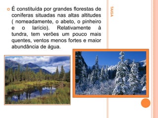 É constituída por grandes florestas de
coníferas situadas nas altas altitudes
( nomeadamente, o abeto, o pinheiro
e o larício). Relativamente à
tundra, tem verões um pouco mais
quentes, ventos menos fortes e maior
abundância de água.

TAIGA



 