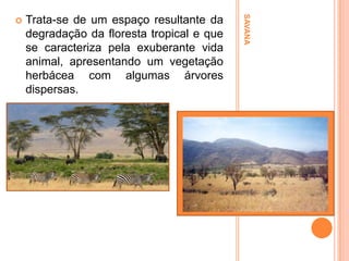 Trata-se de um espaço resultante da
degradação da floresta tropical e que
se caracteriza pela exuberante vida
animal, apresentando um vegetação
herbácea com algumas árvores
dispersas.

SAVANA



 