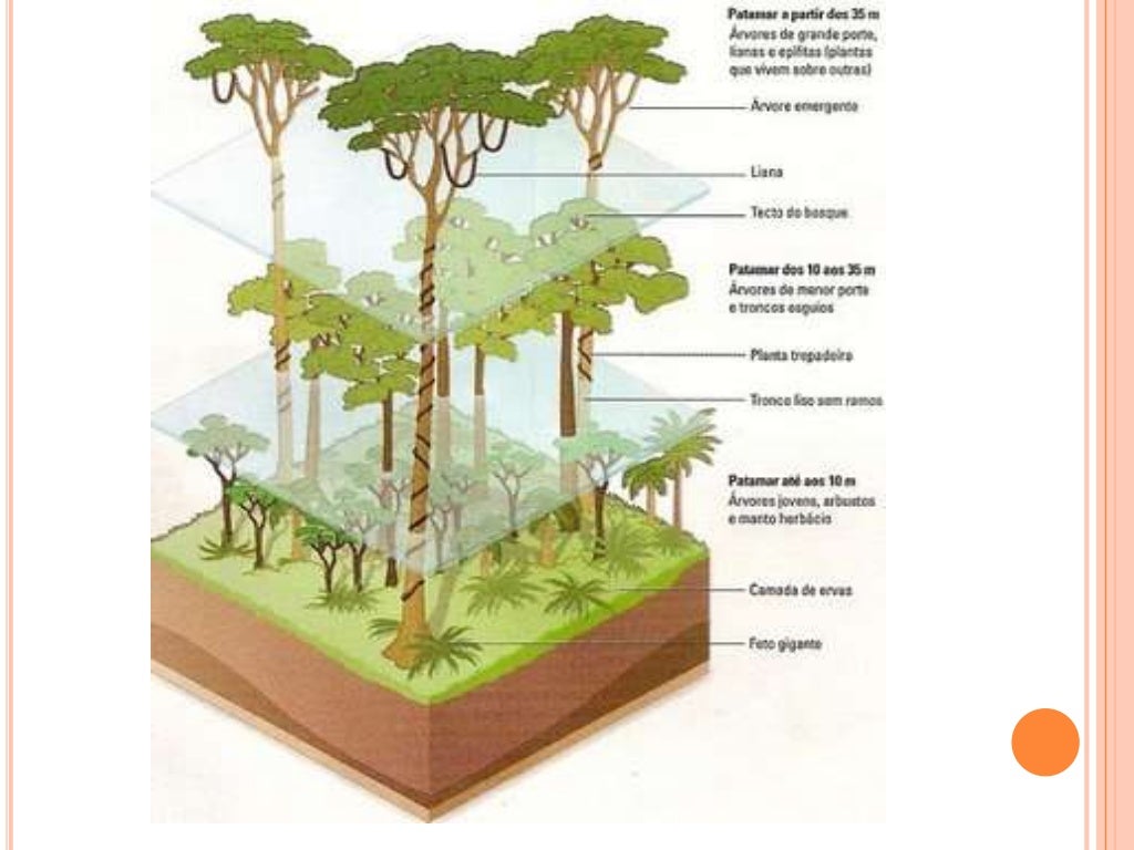 Quais São As Principais Formações Vegetais Do Mundo? – SXEO
