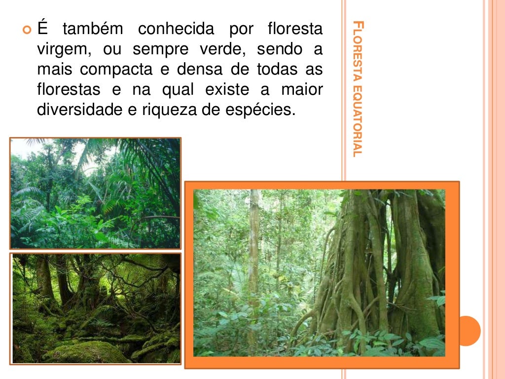 O Que São Formações Vegetais O Que São Formações Vegetais
