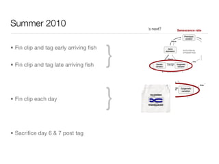 Summer 2010



                                        }
• Fin clip and tag early arriving ﬁsh


• Fin clip and tag late arriving ﬁsh




• Fin clip each day
                                        }
• Sacriﬁce day 6 & 7 post tag
 