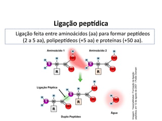 Ligação peptídica
Ligação feita entre aminoácidos (aa) para formar peptídeos
(2 a 5 aa), polipeptídeos (+5 aa) e proteínas (+50 aa).
Imagem:
YassineMrabet
/
Formação
da
ligação
peptídica,
em
12
de
agosto
de
2007
/
Public
Domain
Ligação Péptica
Aminoácido 2
Aminoácido 1
Duplo Peptídeo
Água
 