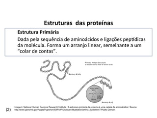 Estruturas das proteínas
Estrutura Primária
Dada pela sequência de aminoácidos e ligações peptídicas
da molécula. Forma um arranjo linear, semelhante a um
“colar de contas”.
Imagem: National Human Genome Research Institute / A estrutura primária da proteína é uma cadeia de aminoácidos / Source:
http://www.genome.gov/Pages/Hyperion//DIR/VIP/Glossary/Illustration/amino_acid.shtml / Public Domain
(2)
 