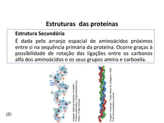 Estrutura Secundária
É dada pelo arranjo espacial de aminoácidos próximos
entre si na sequência primária da proteína. Ocorre graças à
possibilidade de rotação das ligações entre os carbonos
alfa dos aminoácidos e os seus grupos amina e carboxila.
Estruturas das proteínas
Imagem:
National
Institutes
of
Health
/
Proteína
Alfa-hélice
/
Disponibilizado
por:
G3pro
/
Public
Domain
Imagem:
Vossman
/
Tripla
Hélice
do
Colágeno
/
GNU
Free
Documentation
License
(2)
 