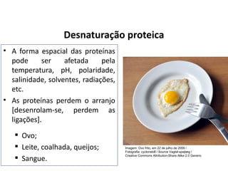 Desnaturação proteica
• A forma espacial das proteínas
pode ser afetada pela
temperatura, pH, polaridade,
salinidade, solventes, radiações,
etc.
• As proteínas perdem o arranjo
[desenrolam-se, perdem as
ligações].
 Ovo;
 Leite, coalhada, queijos;
 Sangue.
Imagem: Ovo frito, em 22 de julho de 2009 /
Fotografia: cyclonebill / Source Vagtel-spejlæg /
Creative Commons Attribution-Share Alike 2.0 Generic
 