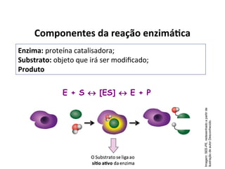 Componentes da reação enzimática
E + S  [ES]  E + P
Enzima: proteína catalisadora;
Substrato: objeto que irá ser modificado;
Produto
Imagem:
SEE-PE,
redesenhado
a
partir
de
ilustração
de
autor
Desconhecido.
 